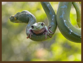 ЛЯГУШКА И ЗМЕЯ