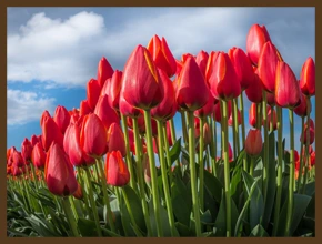 ԾԱՂԻԿՆԵՐԻ ԱՐԹՆԱՑՐԱԾ ՍԻՐՏԸ