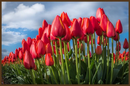 СЕРДЦЕ, РАЗБУЖЕННОЕ ЦВЕТАМИ