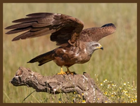 ПРЕСЛЕДОВАНИЕ