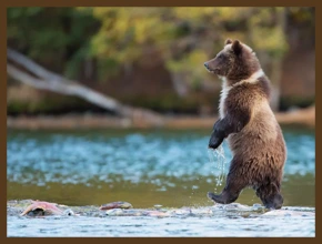 МЕДВЕДЬ - ОТВЕТЬ!