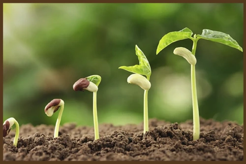 Առակ «Գեներալի կին լինել»